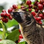 Coffe Plantation Coffe Plantation